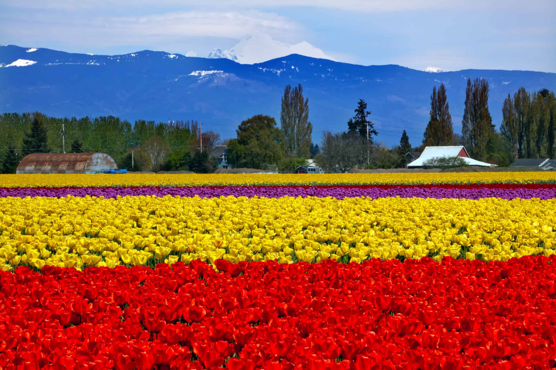 Red Yellow Tulips Flowers Mt Baker Skagit Valley Washington Stat