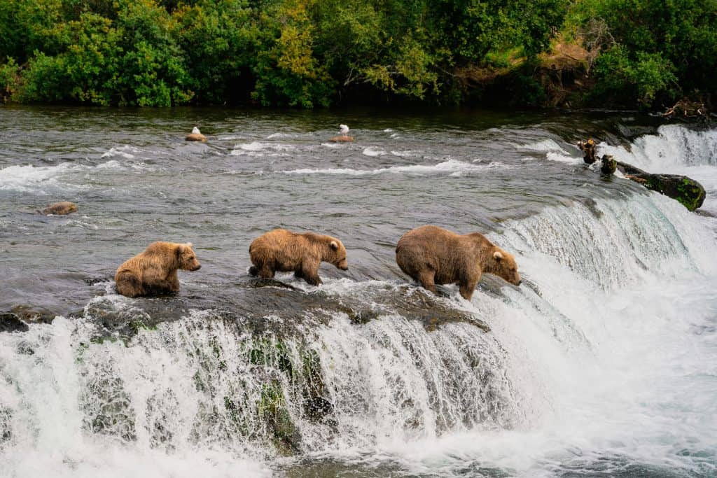 Three brown bears stand on a waterfall edge, with the river flowing beneath them, surrounded by lush greenery. Eagles occasionally soar overhead, adding to the majestic wilderness scene.