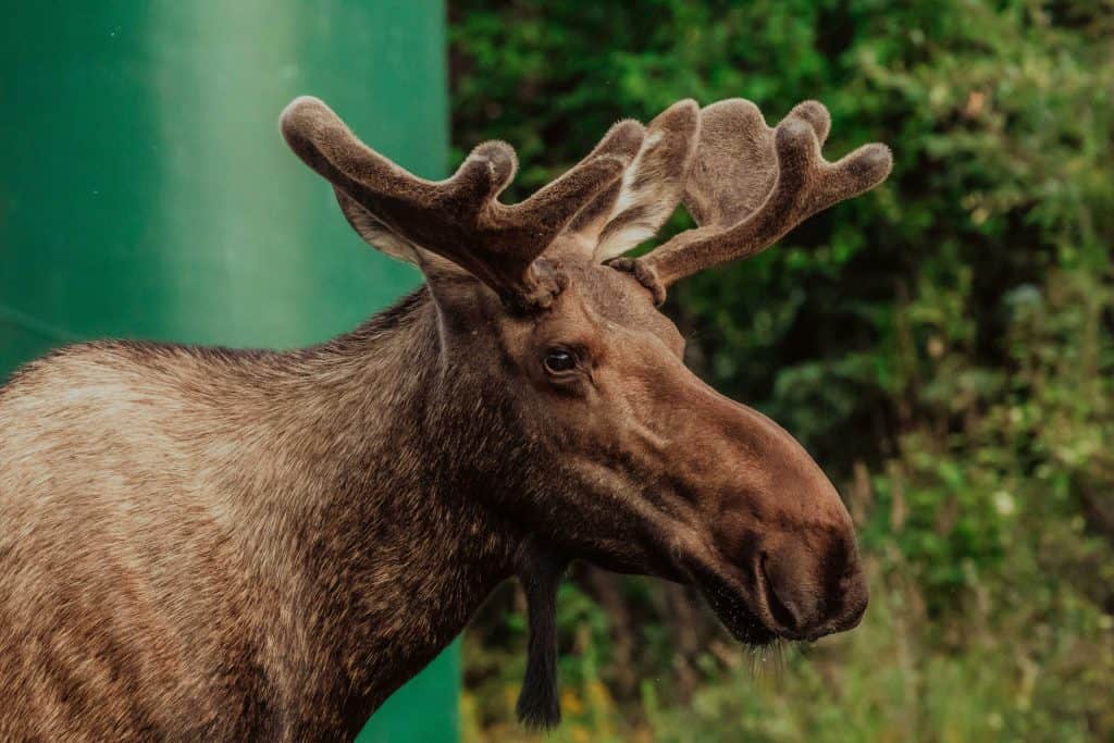 A moose with large, velvety antlers stands proudly in front of green foliage and a structure, embodying the essence of Alaska wildlife in Chugach State Park.