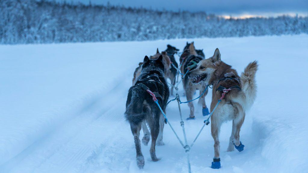 A team of sled dogs wearing boots pulls a sled through a snowy landscape, with snow-covered trees in the background, showcasing the extreme seasons in Alaska. This adventure highlights why many believe winter is the best time to visit Interior Alaska.