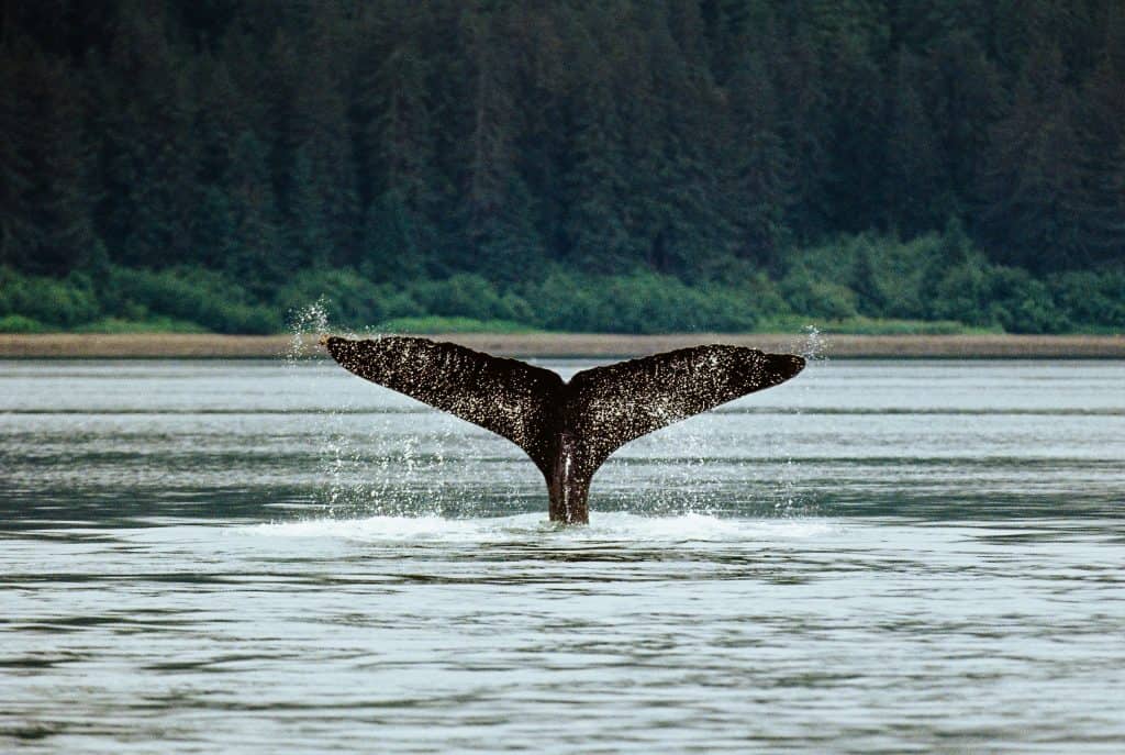 A whale's tail emerges from the water, cascading droplets, with a dense forest lining the distant shoreline—wildlife in perfect harmony at Glacier Bay National Park.