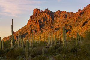 Desert landscape with numerous tall saguaro cacti and rocky mountains in the background, illuminated by warm sunlight—one of the top 10 New Mexico vacation spots for unforgettable scenery.