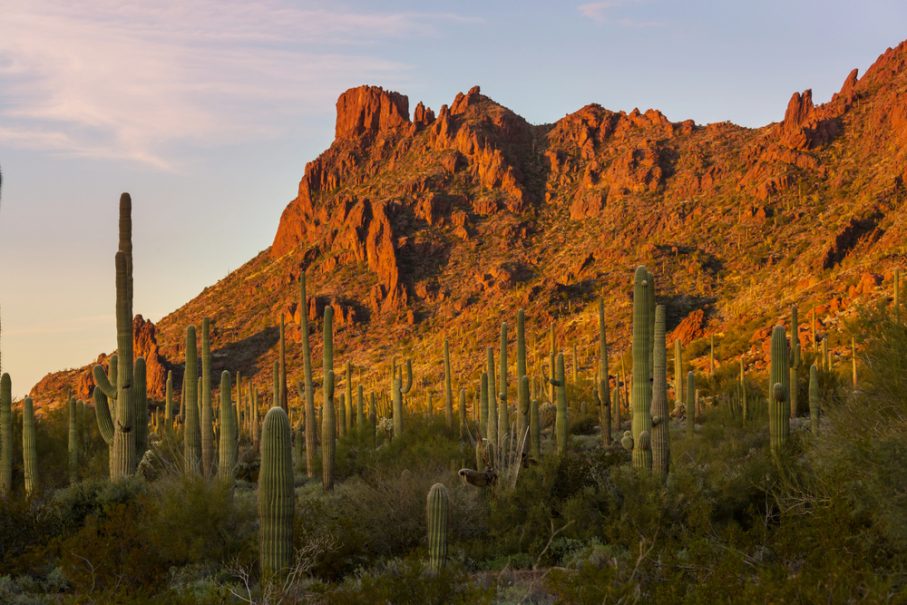 Desert landscape with numerous tall saguaro cacti and rocky mountains in the background, illuminated by warm sunlight—one of the top 10 New Mexico vacation spots for unforgettable scenery.