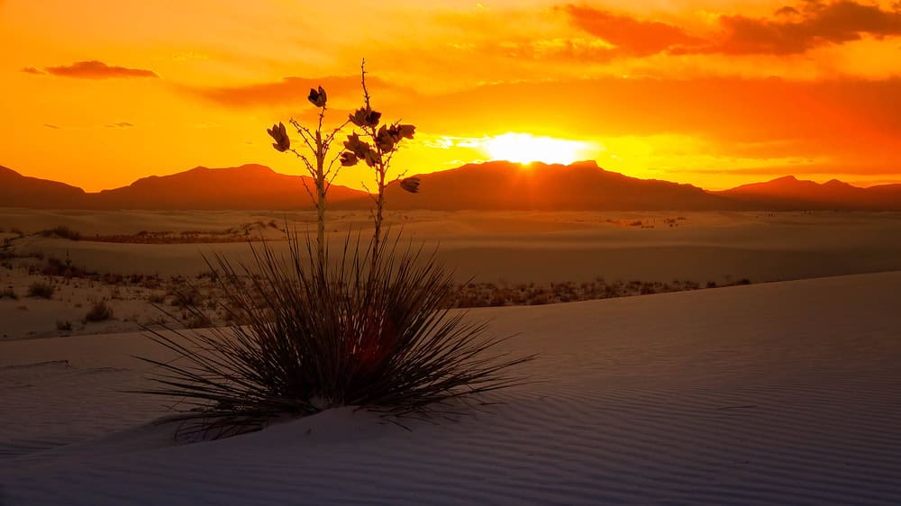 A sun-baked desert landscape with a yucca plant in the foreground captures the dry temp, as sand dunes, mountains, and an orange sunset sky stretch across the background. A sun-baked desert landscape with a yucca plant in the foreground captures the dry temp, as sand dunes, mountains, and an orange sunset sky stretch across the background.