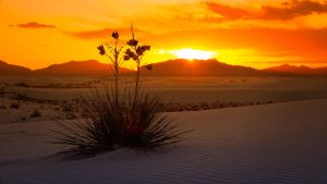 A desert landscape with white sand dunes and a yucca plant in the foreground showcases the shifting temp as an orange sunset glows behind distant mountains.