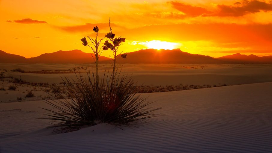 A desert landscape with white sand dunes and a yucca plant in the foreground showcases the shifting temp as an orange sunset glows behind distant mountains.