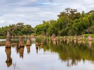 A calm body of water with numerous tree stumps protruding, surrounded by dense, green forest under a cloudy Mississippi sky—perfect for a quiet pause along your Blues Tour near Clarksdale.