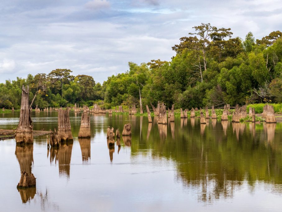 A calm body of water with numerous tree stumps protruding, surrounded by dense, green forest under a cloudy Mississippi sky—perfect for a quiet pause along your Blues Tour near Clarksdale.