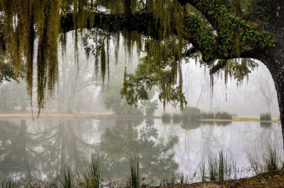 Large tree with hanging moss arches over a foggy lake, reflecting trees and grasses along the misty water’s edge, creating a serene temp where calm and tranquility intertwine.