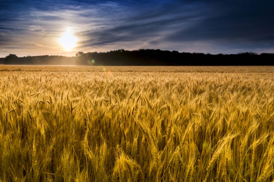 A golden wheat field under a dramatic sky with the sun low on the horizon and a tree line in the distance—an iconic scene perfect for Kansas travel and vacation spots in Kansas. A golden wheat field under a dramatic sky with the sun low on the horizon and a tree line in the distance—an iconic scene perfect for Kansas travel and vacation spots in Kansas.